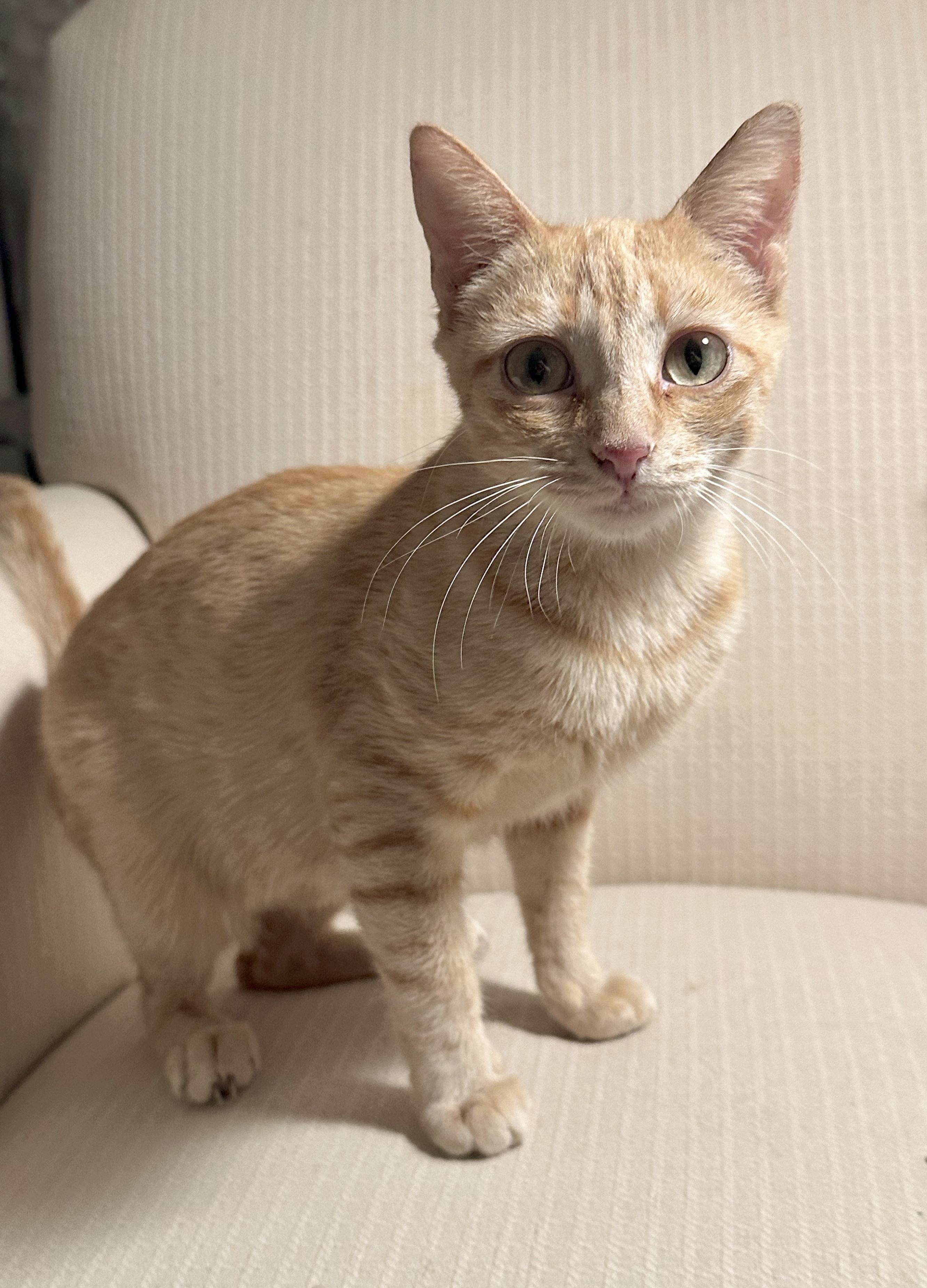 Enlarge Jazzy, a Adoptable Tabby in Bethel, CT image 2/6