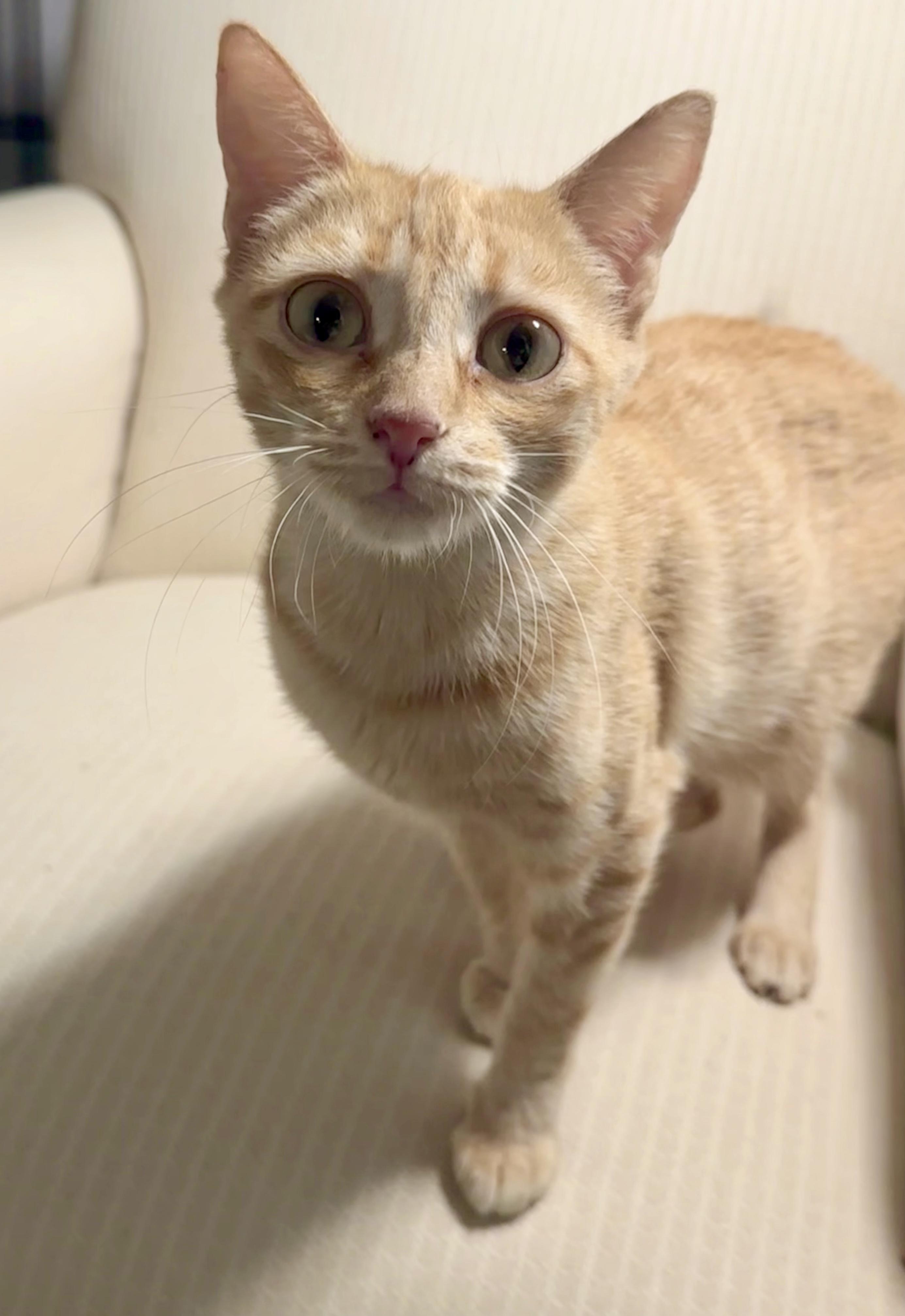 Enlarge Jazzy, a Adoptable Tabby in Bethel, CT image 4/6