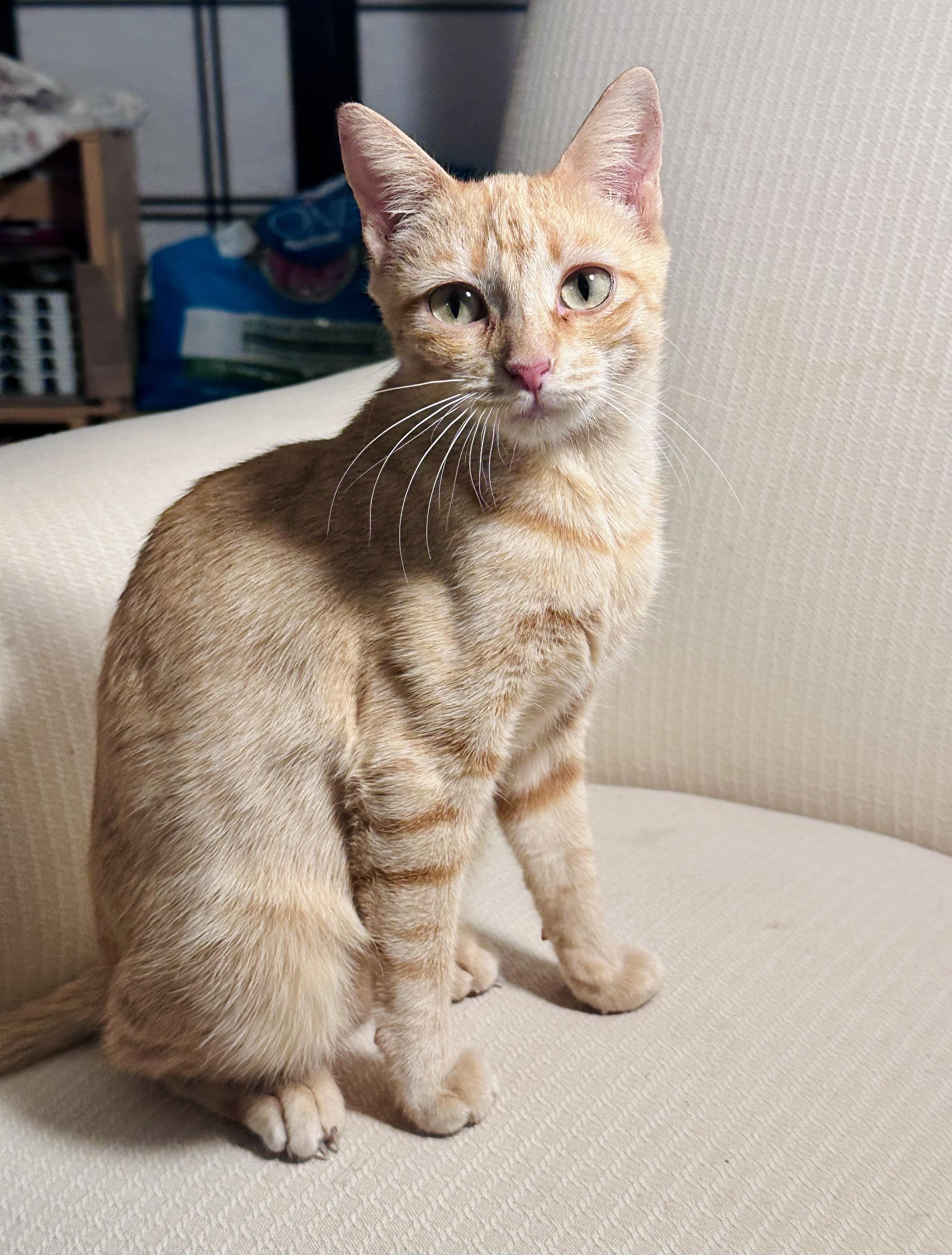 Enlarge Jazzy, a Adoptable Tabby in Bethel, CT image 6/6