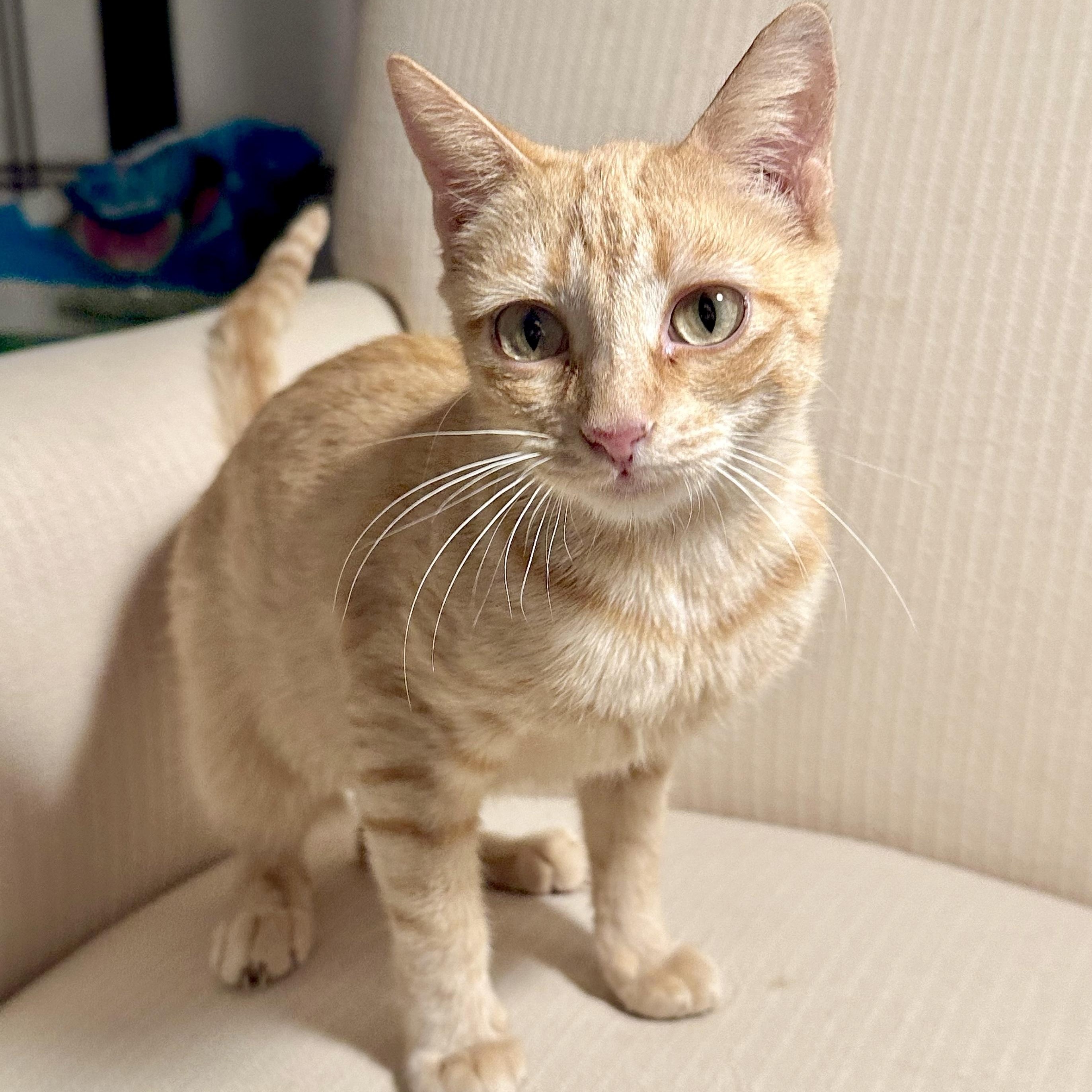 Enlarge Jazzy, a Adoptable Tabby in Bethel, CT image 1/6