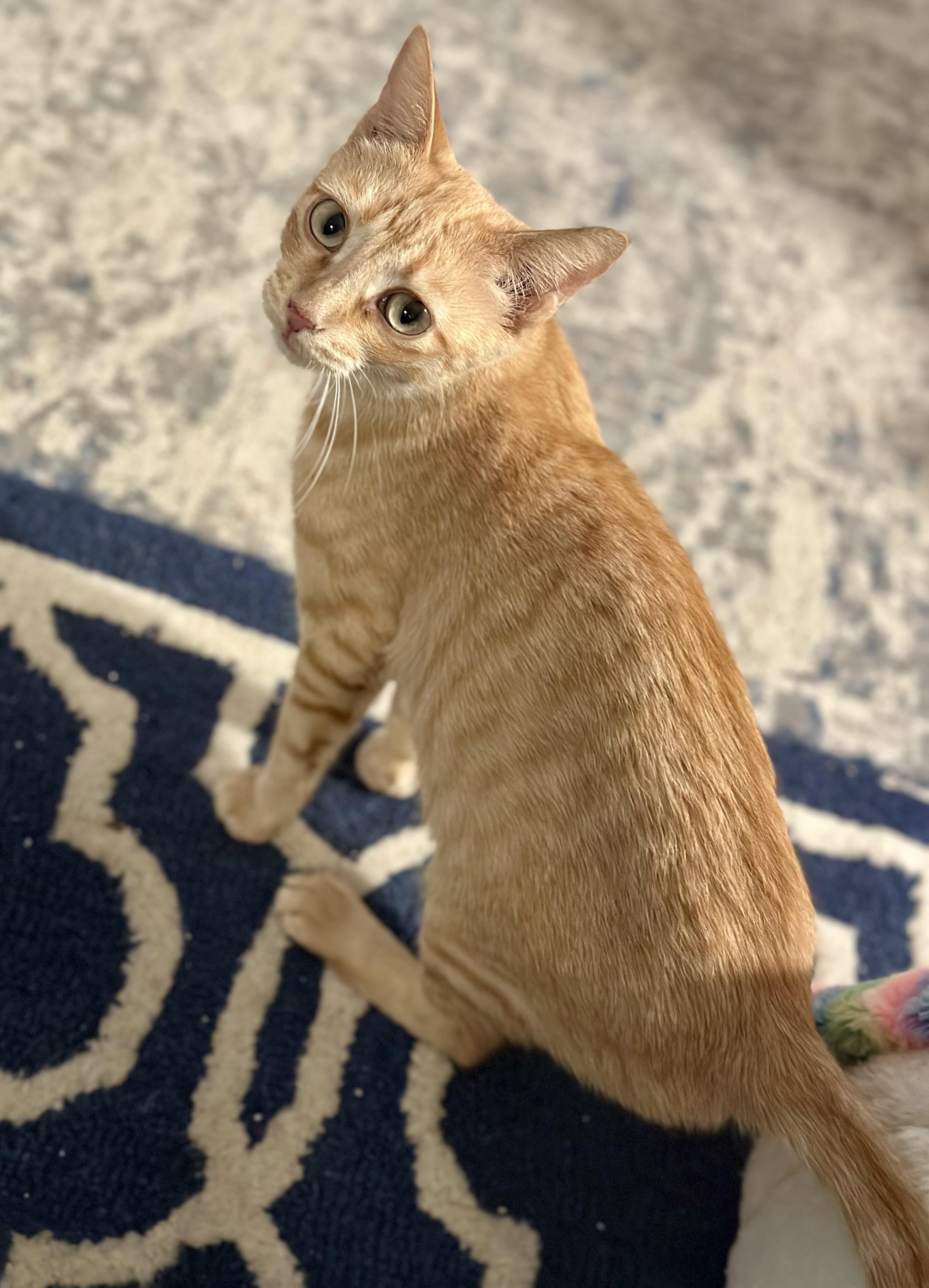 Enlarge Jazzy, a Adoptable Tabby in Bethel, CT image 5/6