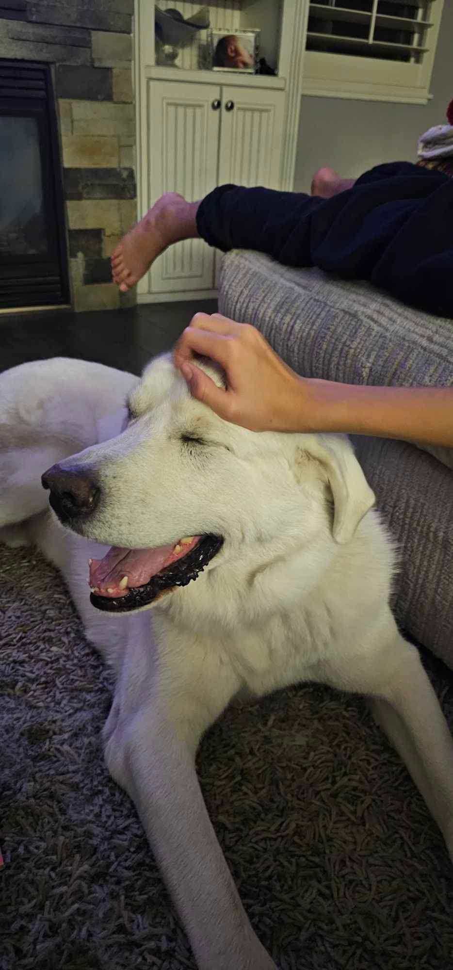 Kaiju/Glacier, a Adoptable Akbash in Bountiful, UT image 1/2