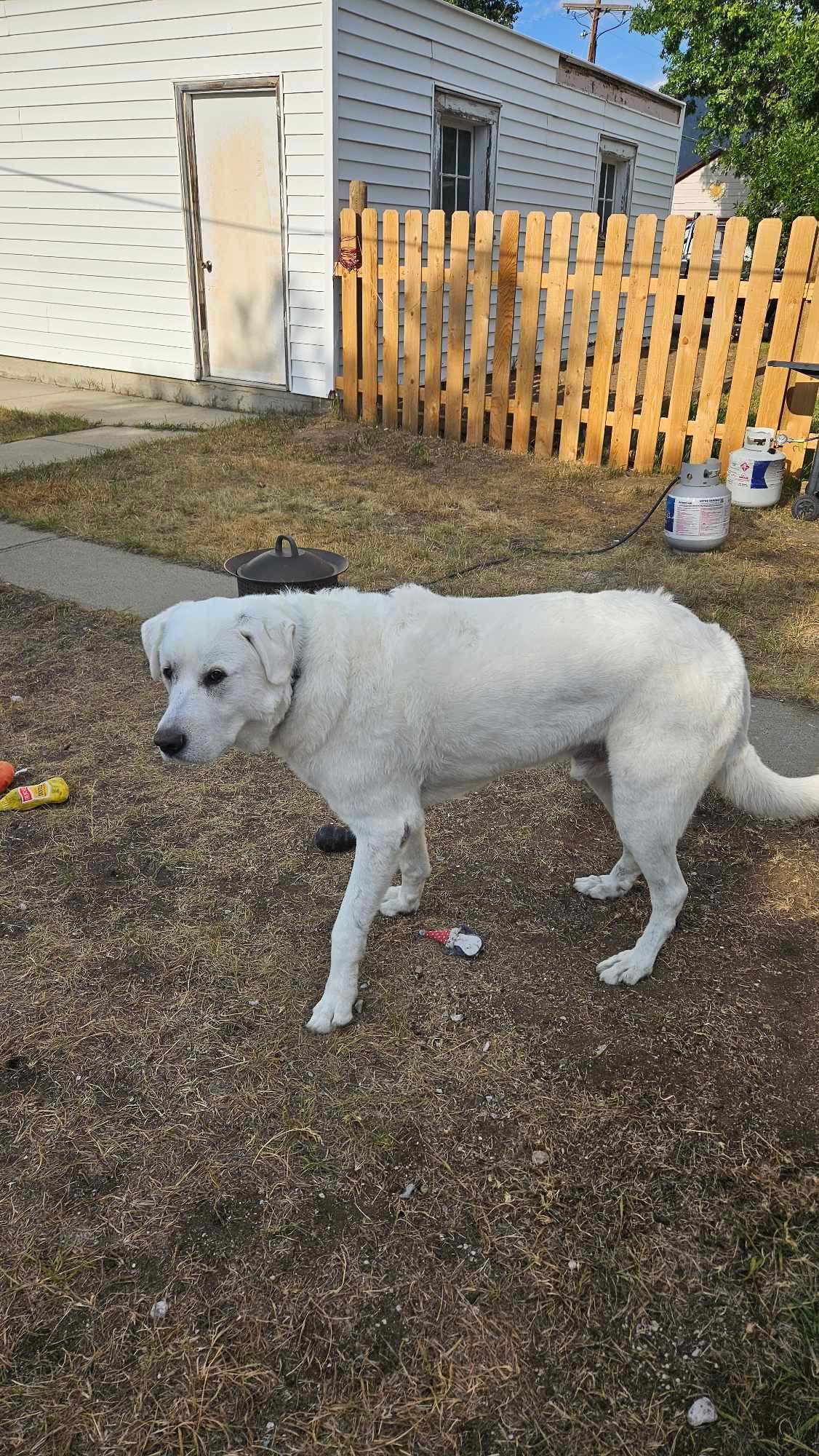 Kaiju/Glacier, a Adoptable Akbash in Bountiful, UT image 2/2