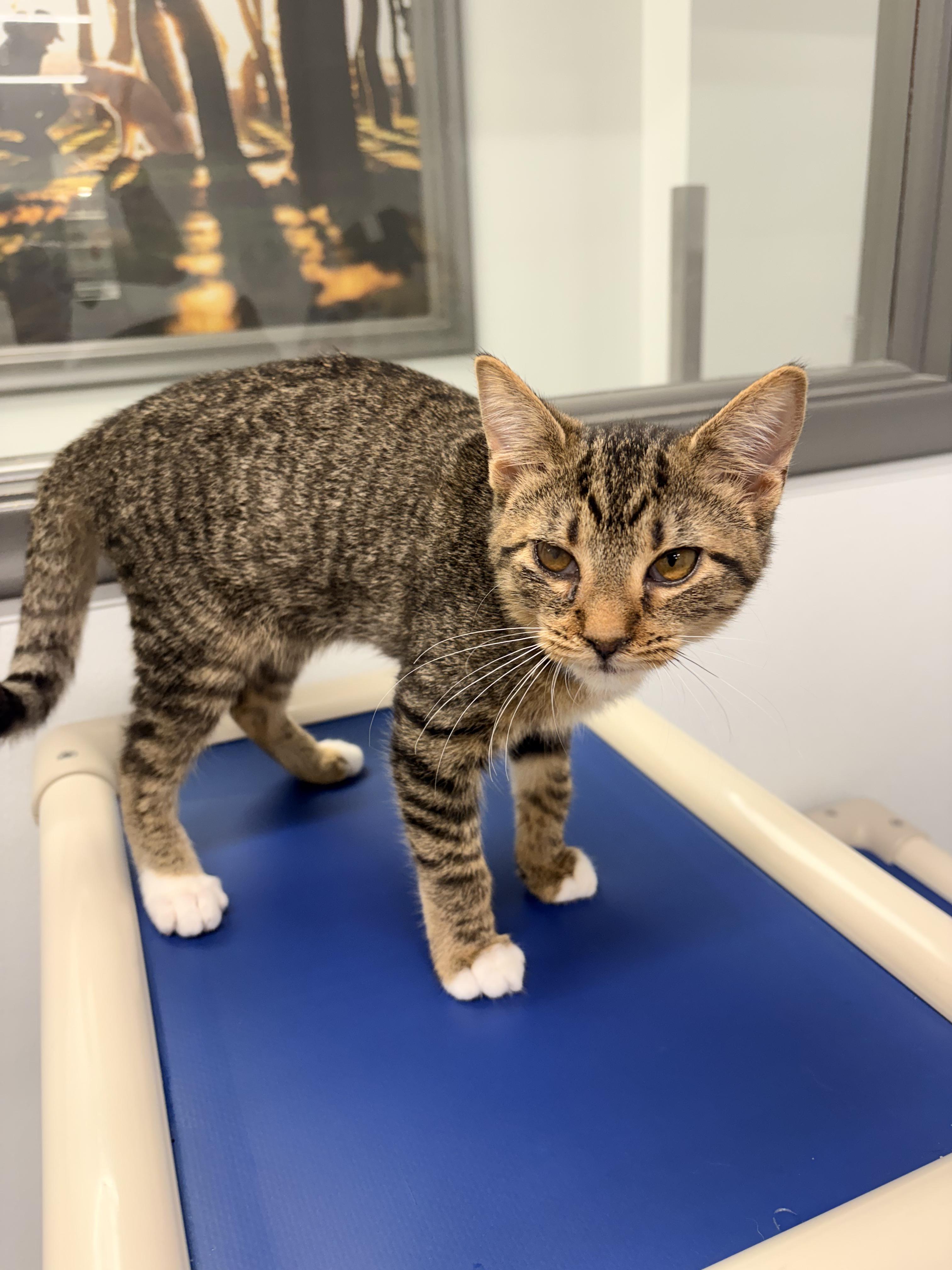 Gloria, Adopted, Kitten Female Domestic Short Hair.