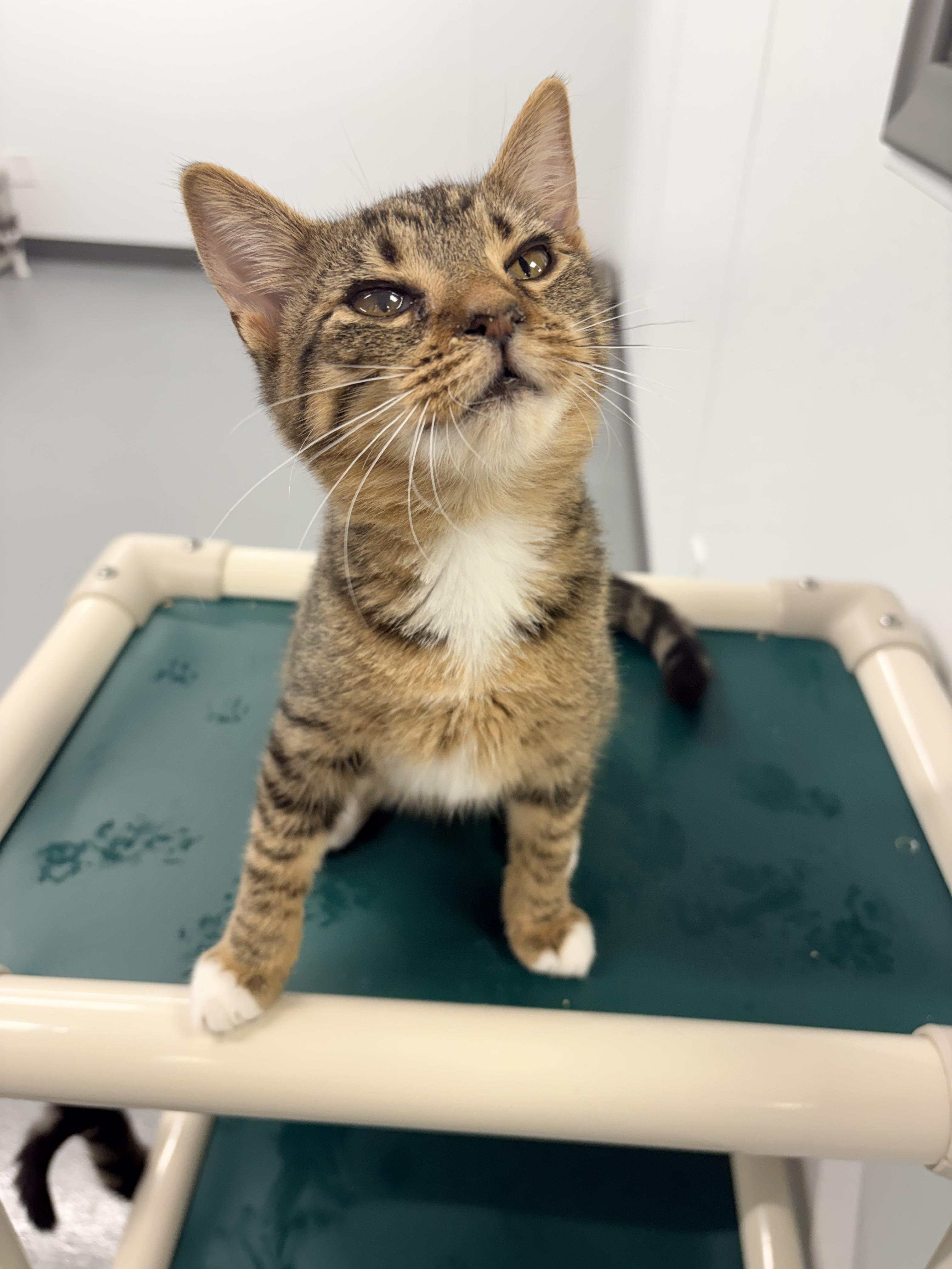 Enlarge Gloria, a Adopted Domestic Short Hair in Kalamazoo, MI image 2/5