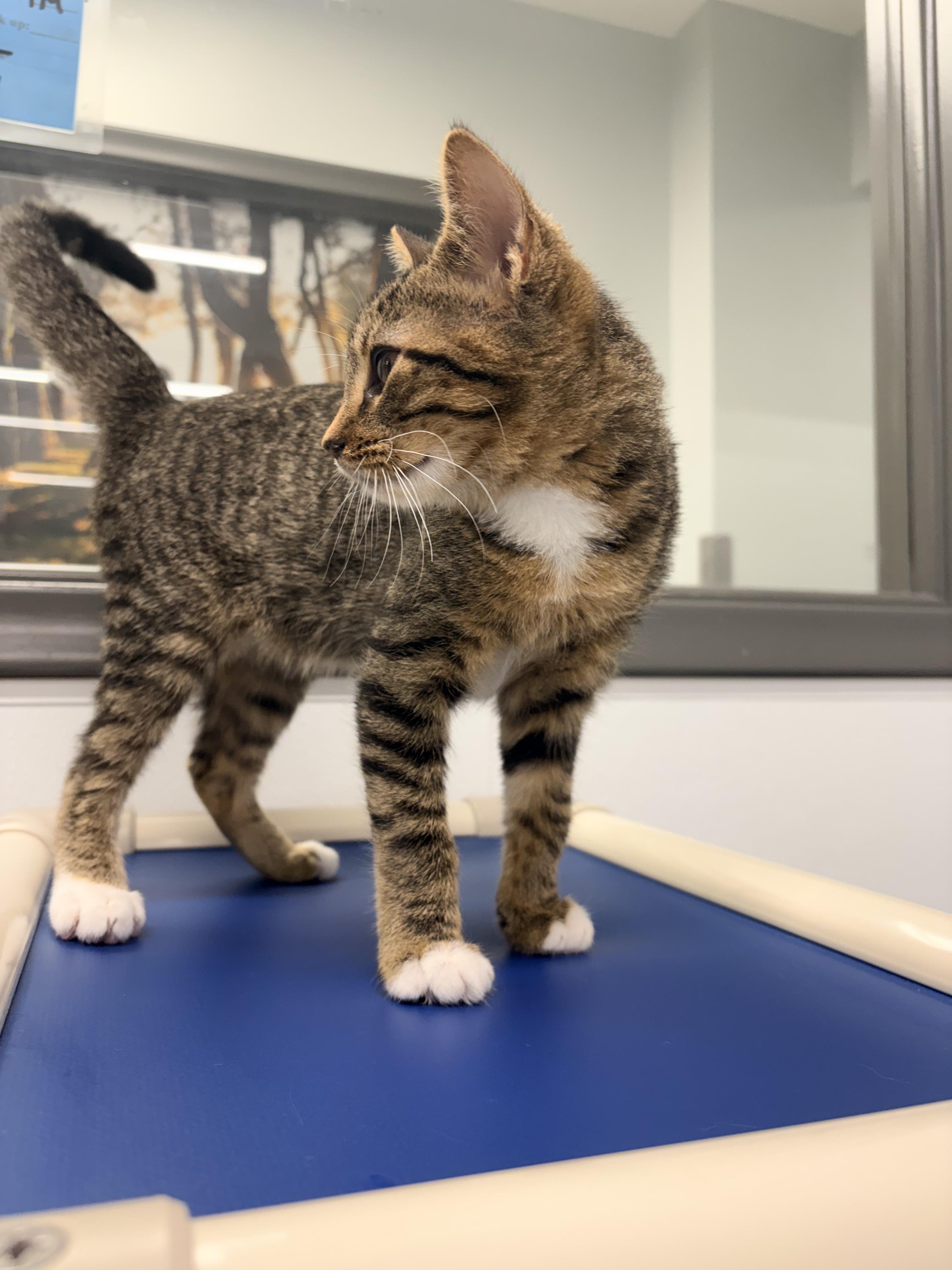 Enlarge Gloria, a Adopted Domestic Short Hair in Kalamazoo, MI image 5/5
