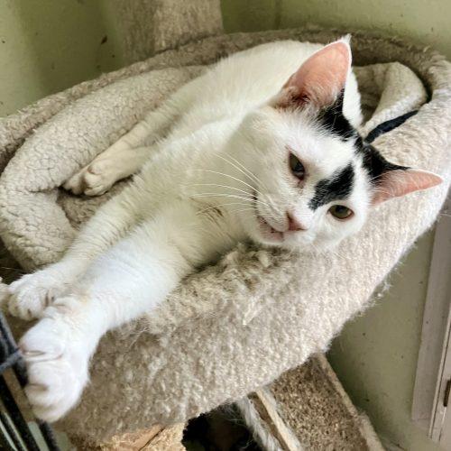 Bunny, Adoptable, Young Female Domestic Short Hair.