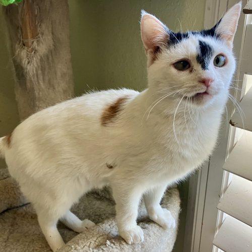 Bunny, a Adoptable Domestic Short Hair in Knoxville, TN image 3/4