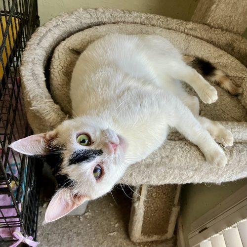 Bunny, a Adoptable Domestic Short Hair in Knoxville, TN image 4/4