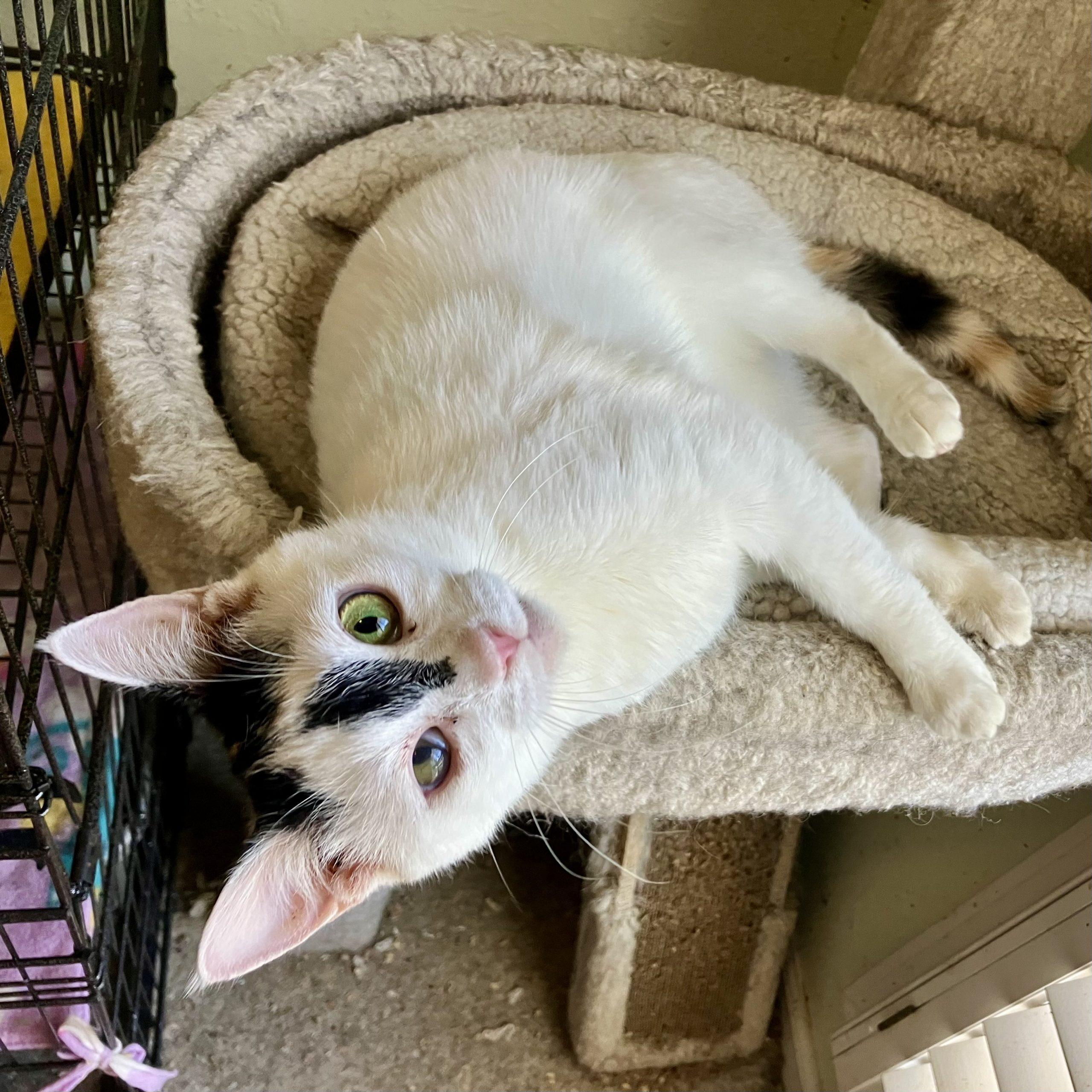 Bunny, a Adoptable Domestic Short Hair in Knoxville, TN image 4/4