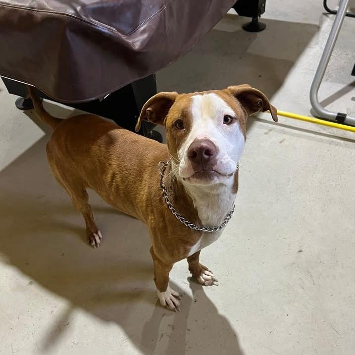 Enlarge Tony, a Adoptable Pit Bull Terrier in Ennis, TX image 1/4