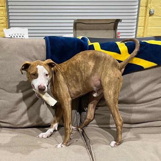 Enlarge Tony, a Adoptable Pit Bull Terrier in Ennis, TX image 2/4