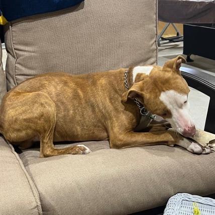 Enlarge Tony, a Adoptable Pit Bull Terrier in Ennis, TX image 3/4