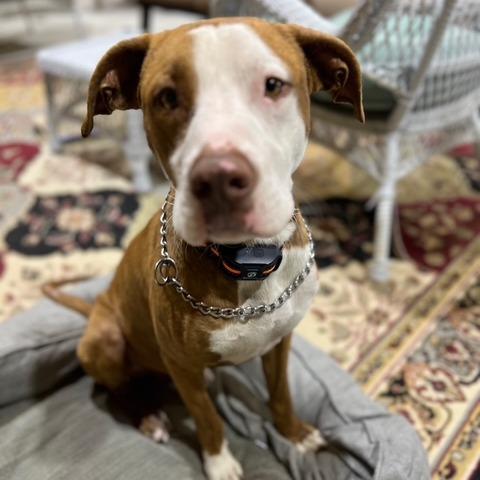 Enlarge Tony, a Adoptable Pit Bull Terrier in Ennis, TX image 4/4