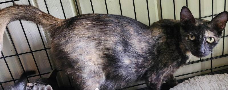 Enlarge Macarena, a Adopted Tortoiseshell in Pineville, LA image 1/1
