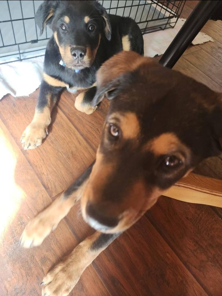 Milo, Adoptable, Puppy Male German Shepherd Dog & Rottweiler.