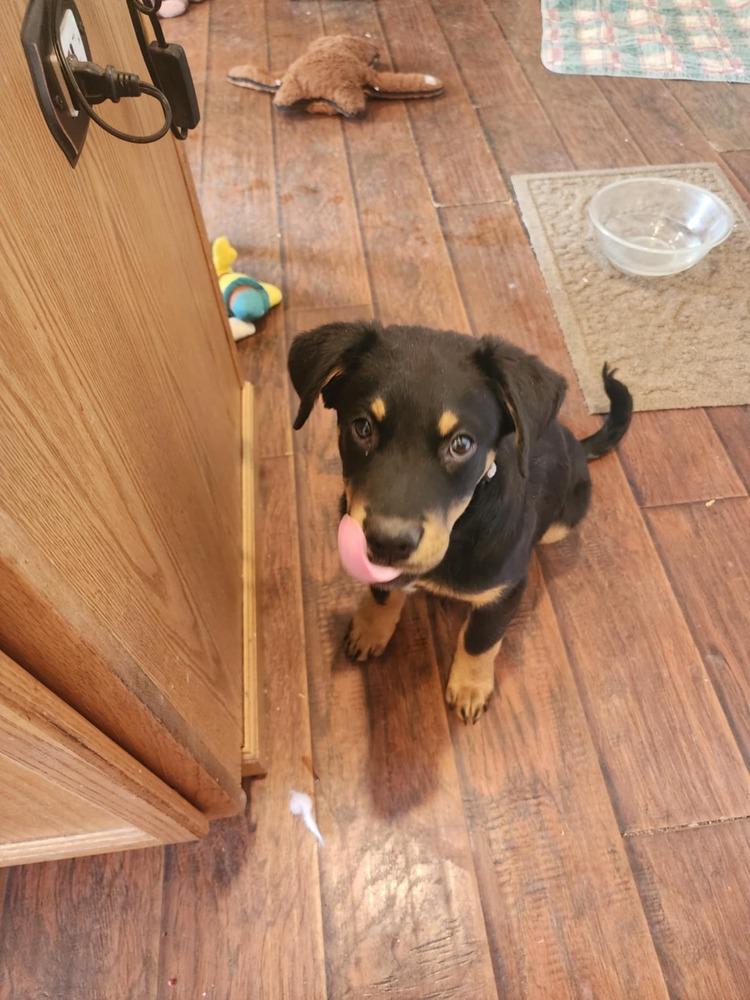 Enlarge Milo, a Adoptable mixed breed in Fort Lupton, CO image 2/6