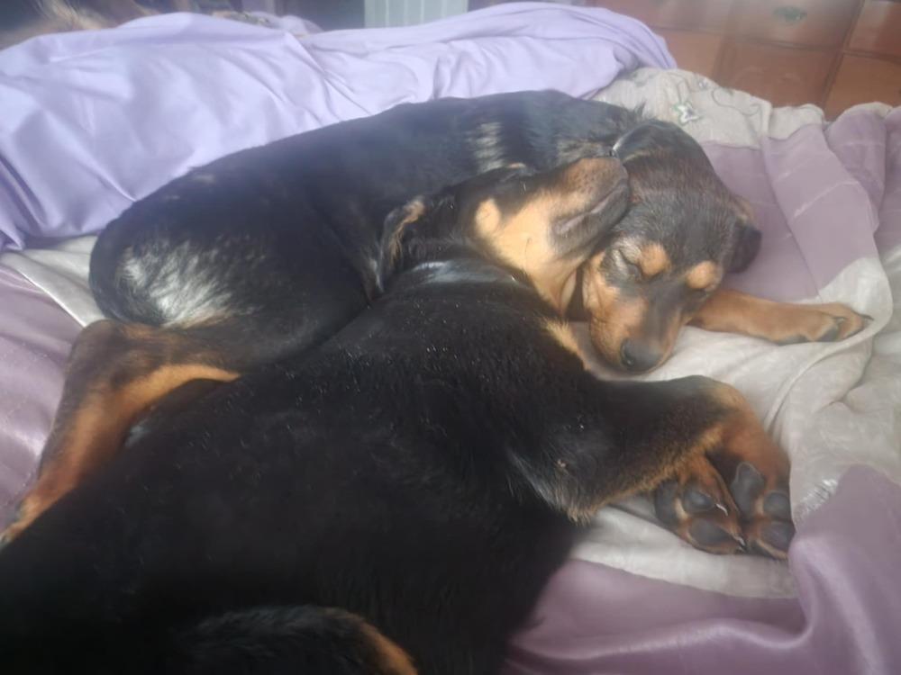 Enlarge Milo, a Adoptable mixed breed in Fort Lupton, CO image 3/6