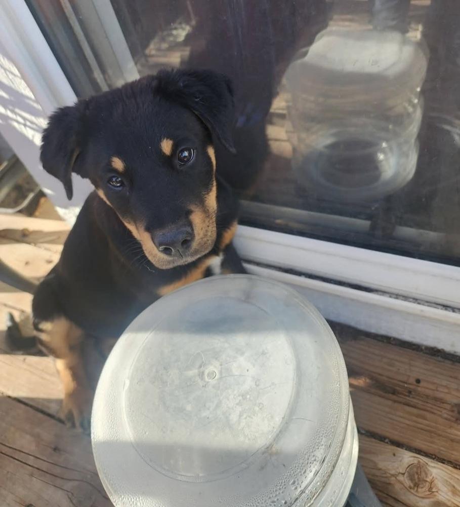 Enlarge Milo, a Adoptable mixed breed in Fort Lupton, CO image 5/6