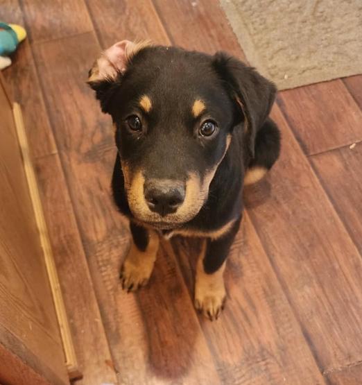 Enlarge Milo, a Adoptable mixed breed in Fort Lupton, CO image 6/6
