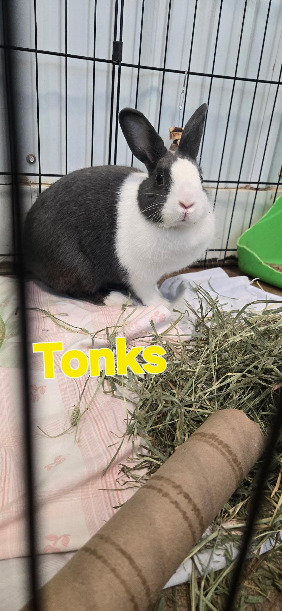Tonks, Adoptable, Young Female American.