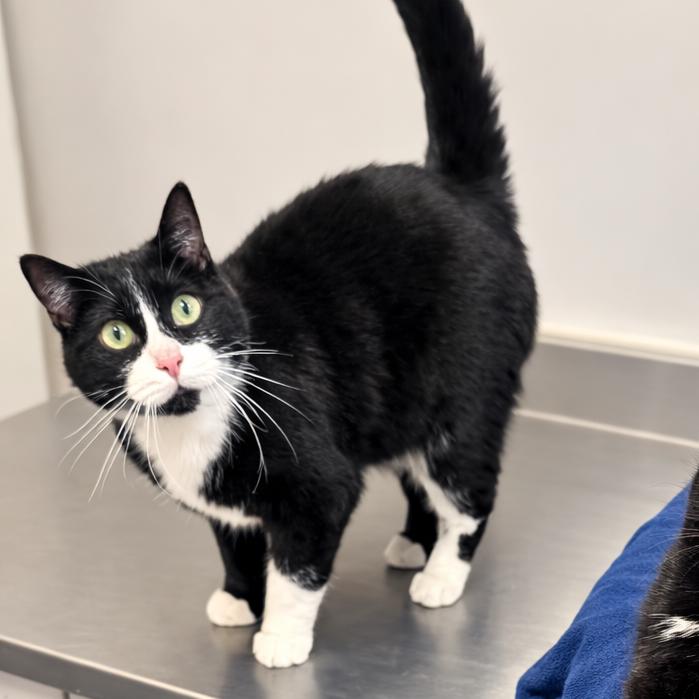 Romulus — thumbnail 2