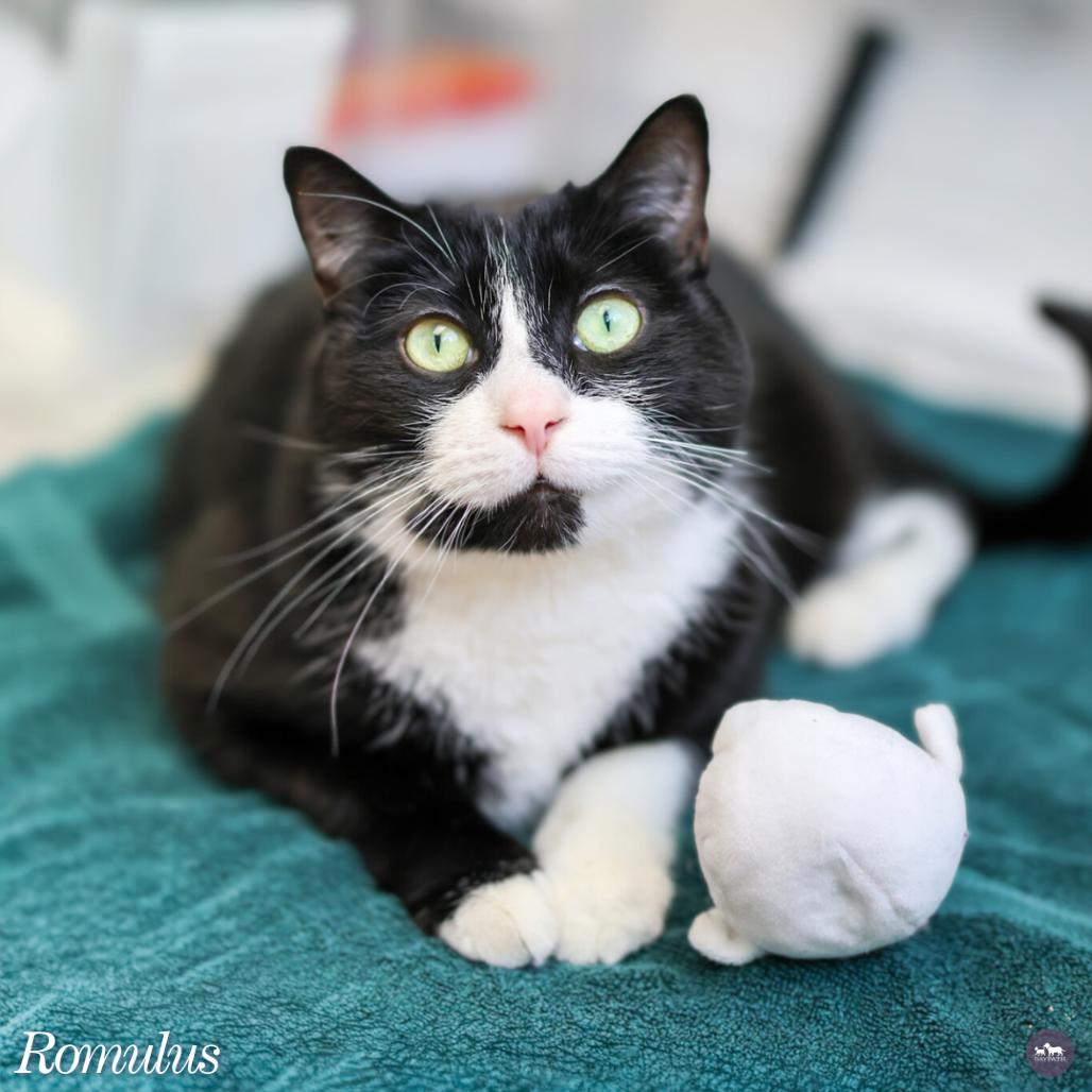 Romulus — thumbnail 3