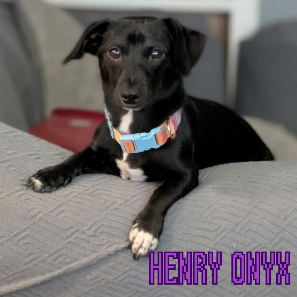 Enlarge Henry Onyx, a Adoptable Dachshund in San Antonio, TX image 1/3