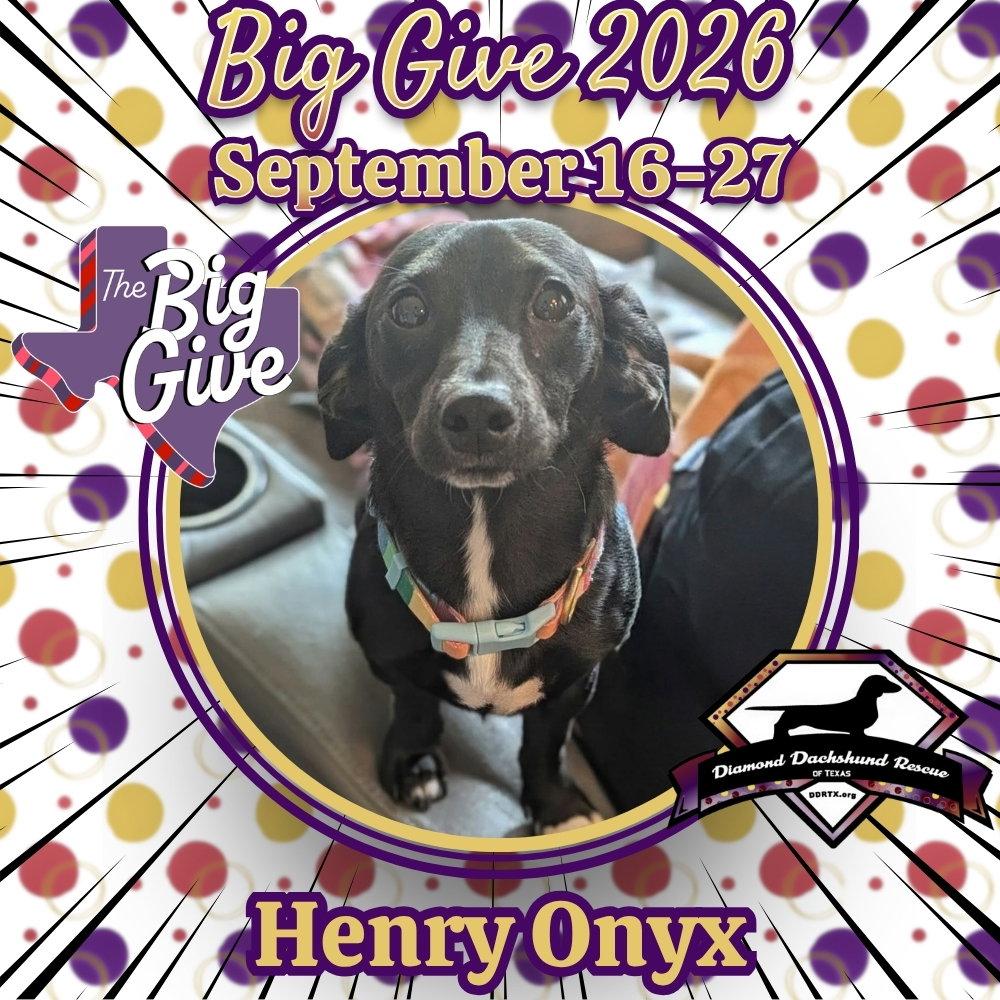 Enlarge Henry Onyx, a Adoptable Dachshund in San Antonio, TX image 2/3