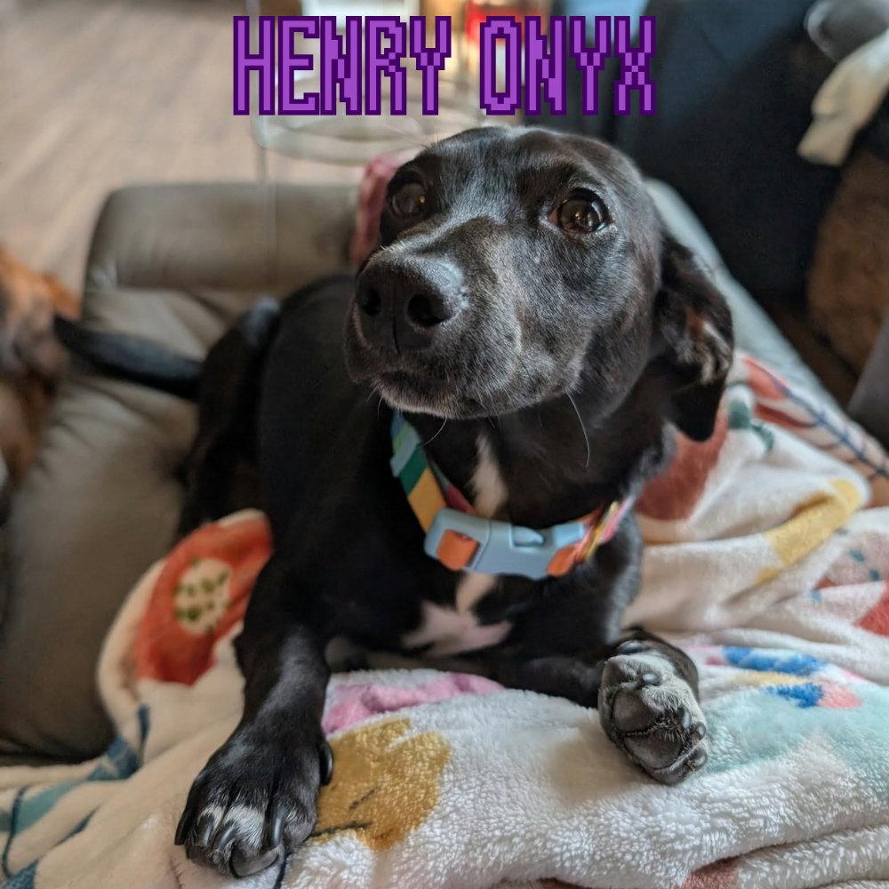Enlarge Henry Onyx, a Adoptable Dachshund in San Antonio, TX image 3/3