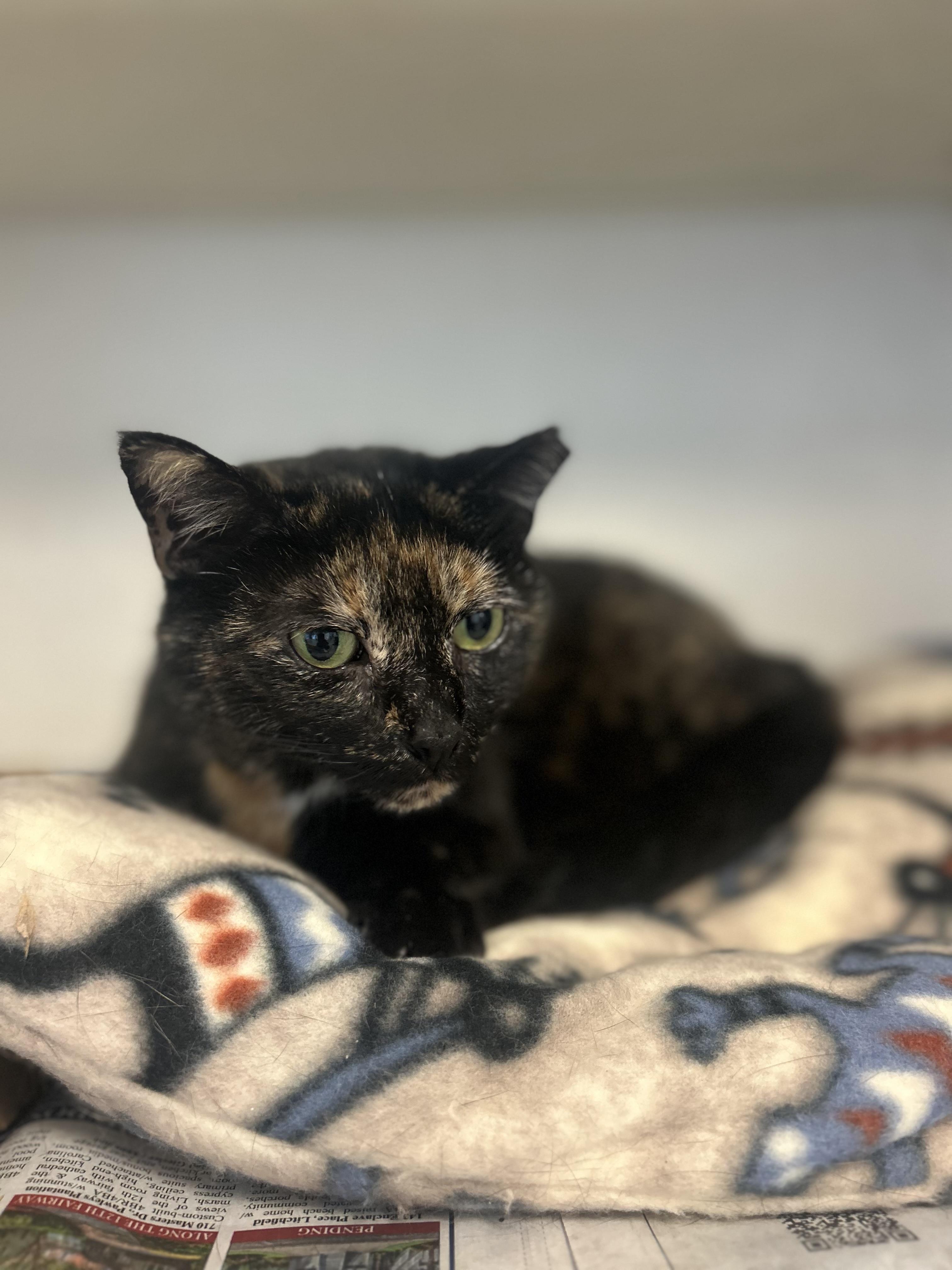 Misty, Adoptable, Young Female Domestic Short Hair.