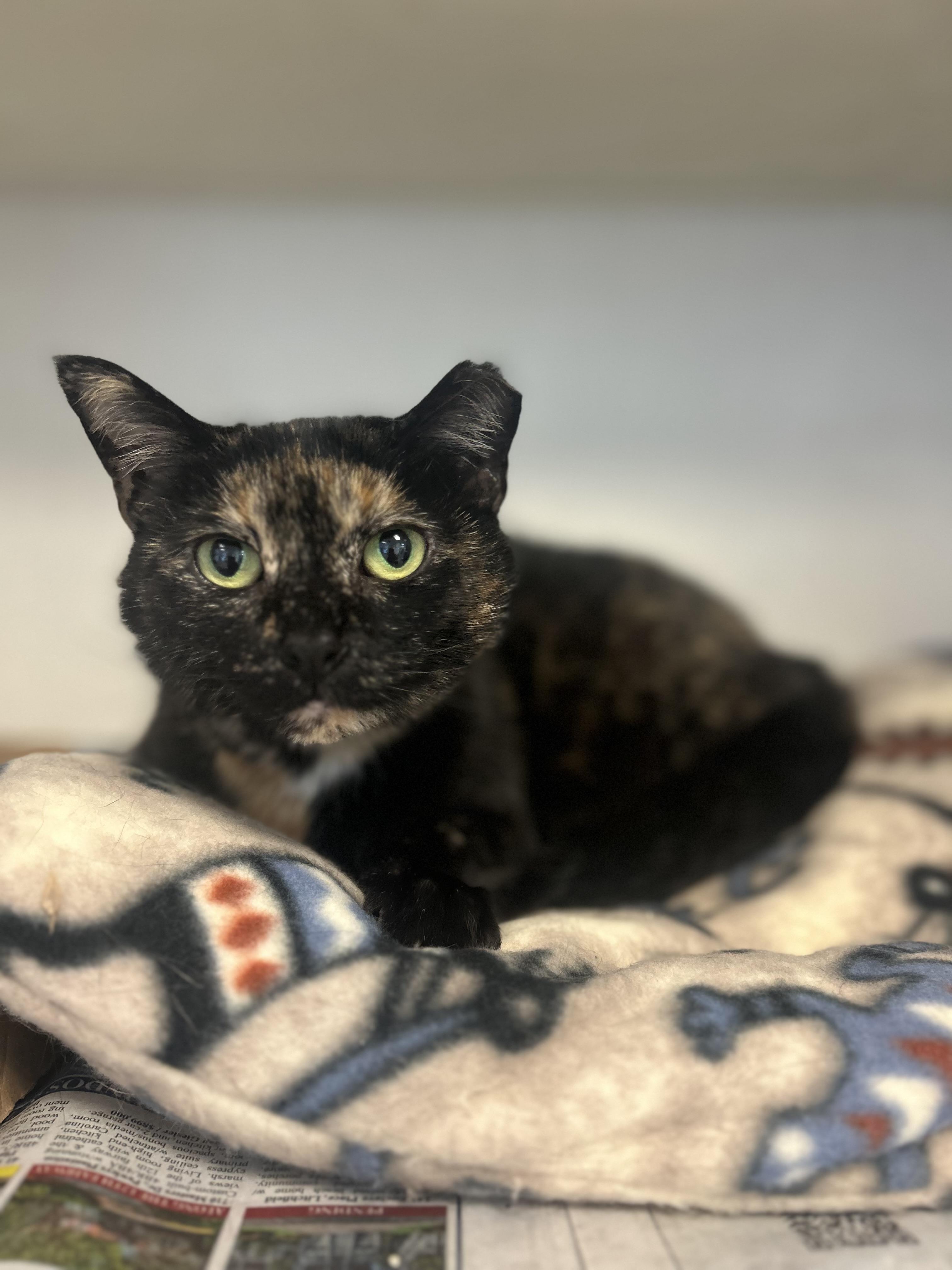 Enlarge Misty, a Adoptable Domestic Short Hair in Georgetown, SC image 2/3