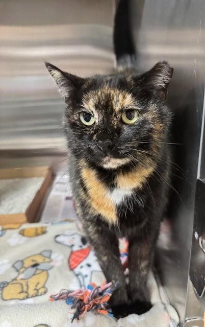 Enlarge Misty, a Adoptable Domestic Short Hair in Georgetown, SC image 3/3