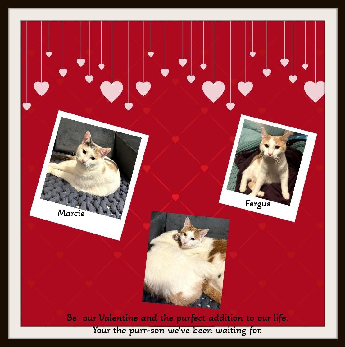 Marcie & Fergus - We've been waiting for a purrfect person like you to be our Valentine!, a Adoptable Domestic Short Hair in Snow Camp, NC image 1/4