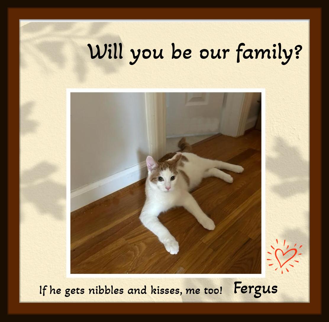 Marcie & Fergus - We've been waiting for a purrfect person like you to be our Valentine!, a Adoptable Domestic Short Hair in Snow Camp, NC image 4/4