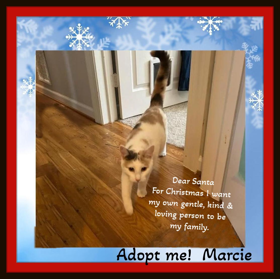 Marcie & Fergus - We've been waiting for a purrfect person like you to be our Valentine!, a Adoptable Domestic Short Hair in Snow Camp, NC image 2/4