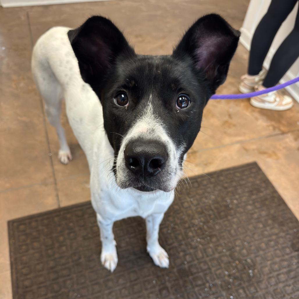 Oreo, Adoptable, Adult Male Pointer & Mixed Breed.