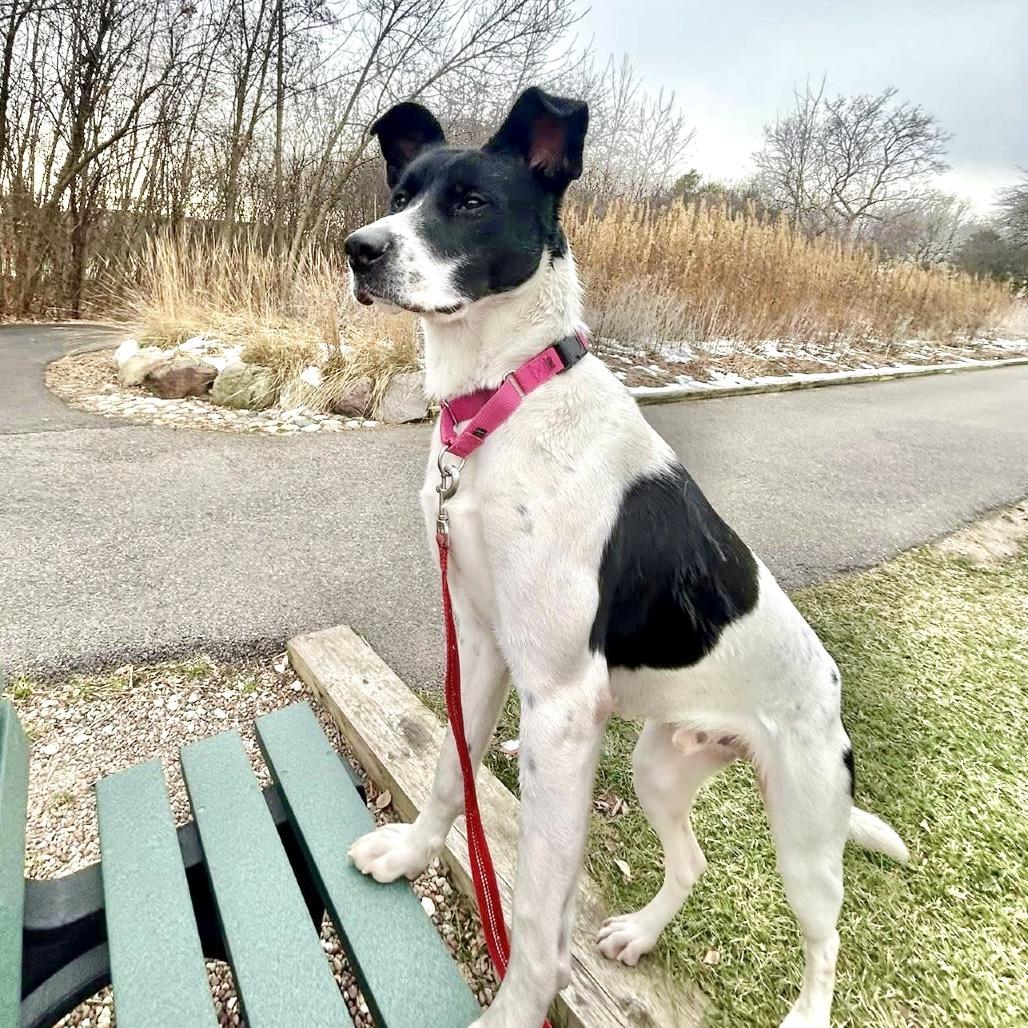 Enlarge Oreo, a Adoptable mixed breed in Deerfield, IL image 2/5