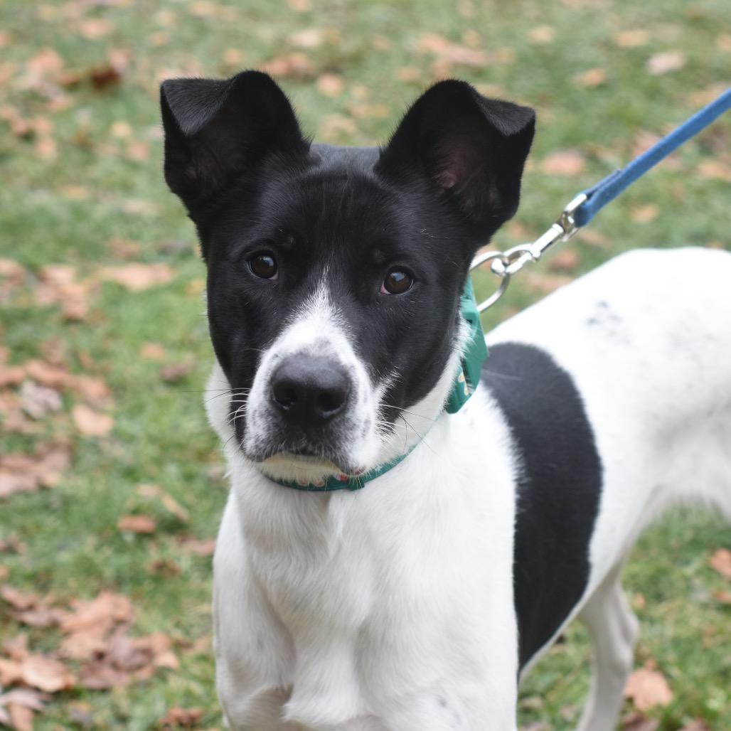 Enlarge Oreo, a Adoptable mixed breed in Deerfield, IL image 4/5