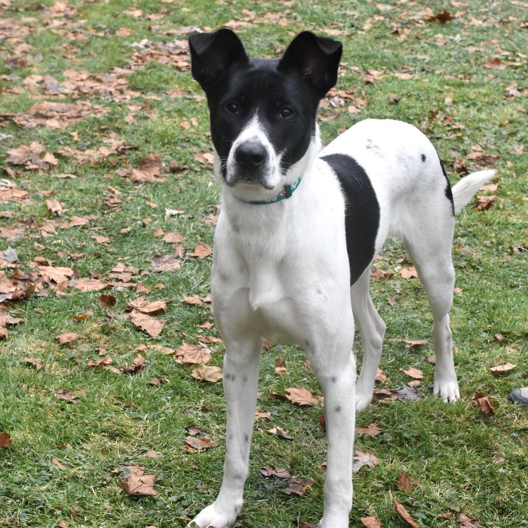Enlarge Oreo, a Adoptable mixed breed in Deerfield, IL image 5/5