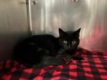 Stiker, ADOPTABLE, Adult Female Domestic Short Hair.