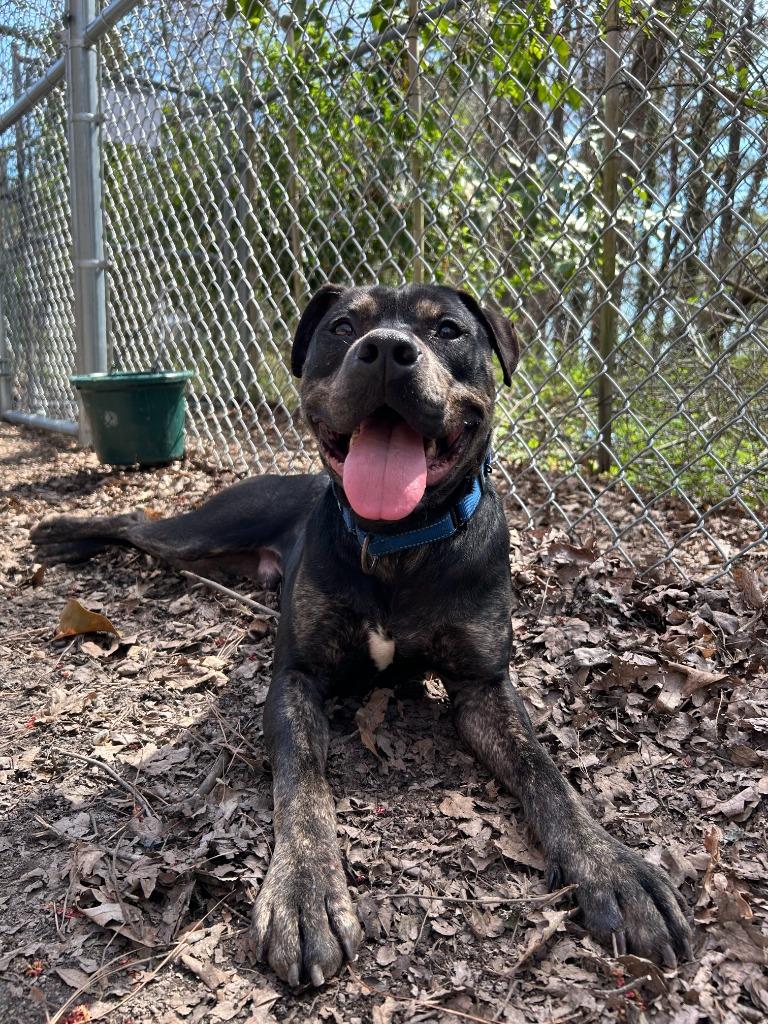 Rexx, a Adoptable mixed breed in Berlin, MD image 1/6