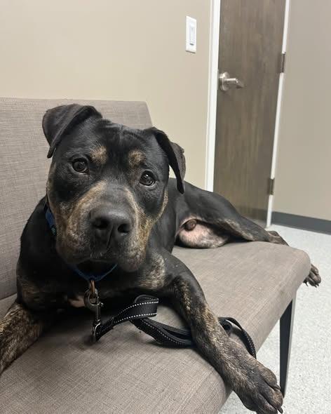Rexx, a Adoptable mixed breed in Berlin, MD image 3/6