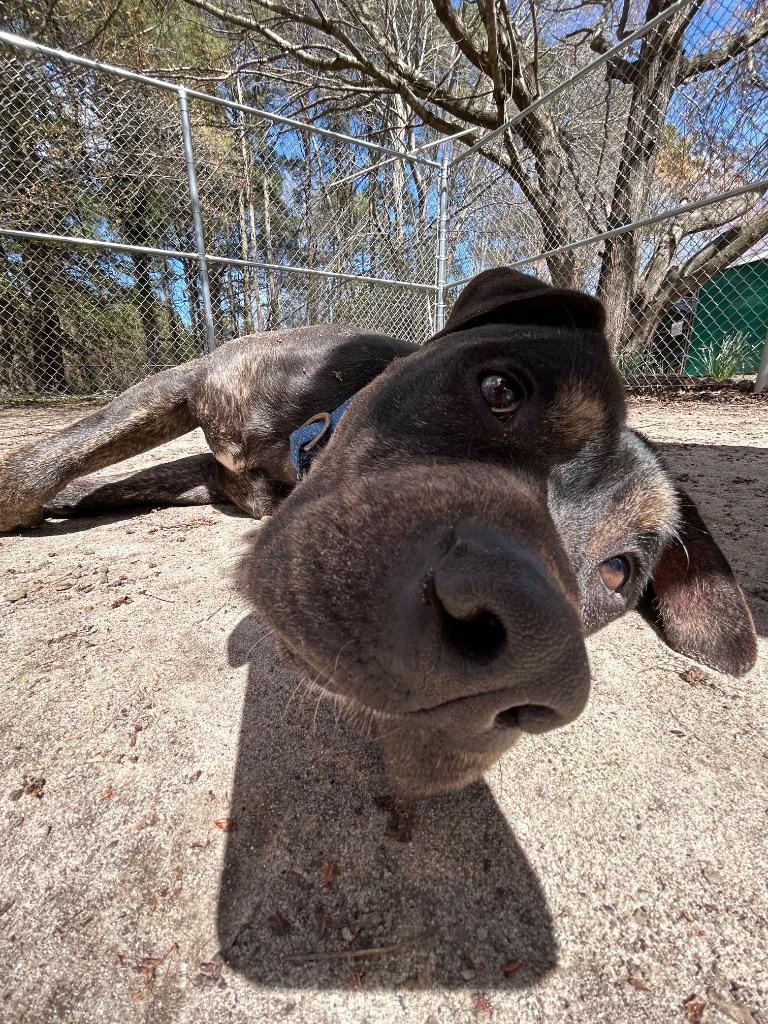 Rexx, a Adoptable mixed breed in Berlin, MD image 4/6
