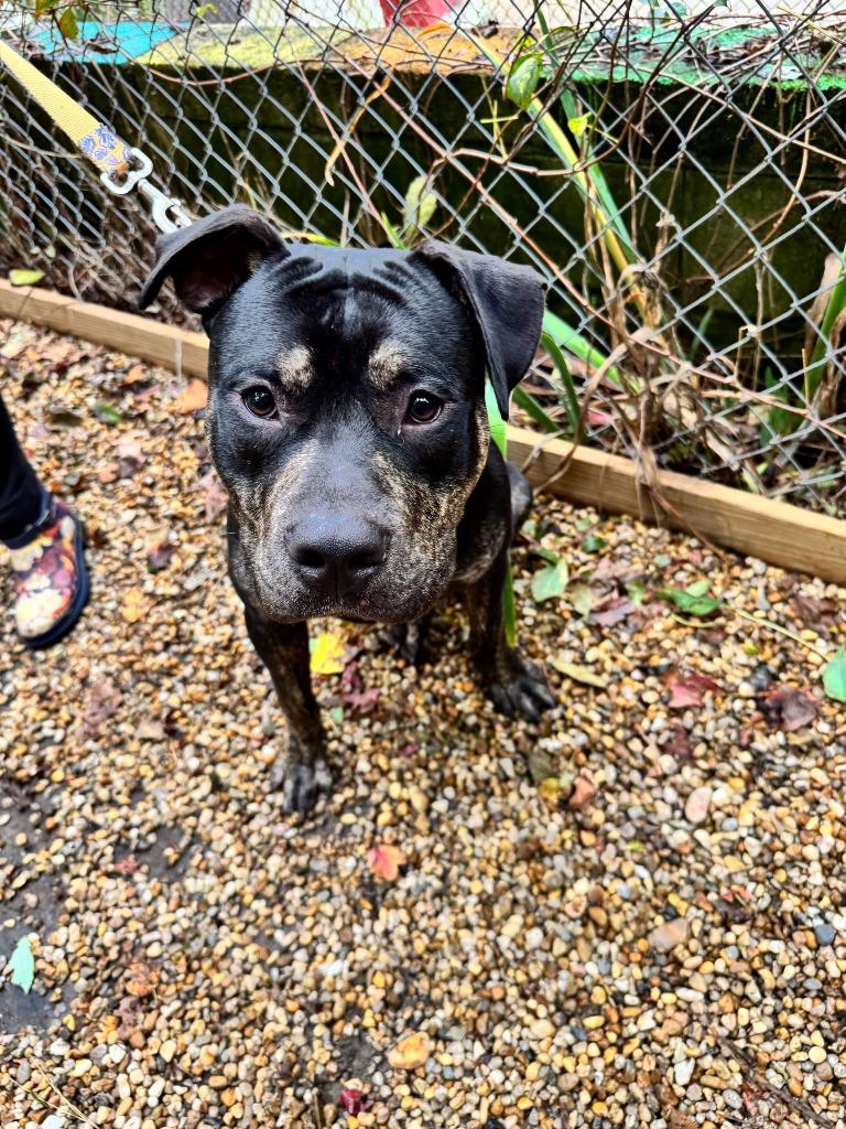 Rexx, a Adoptable mixed breed in Berlin, MD image 5/6