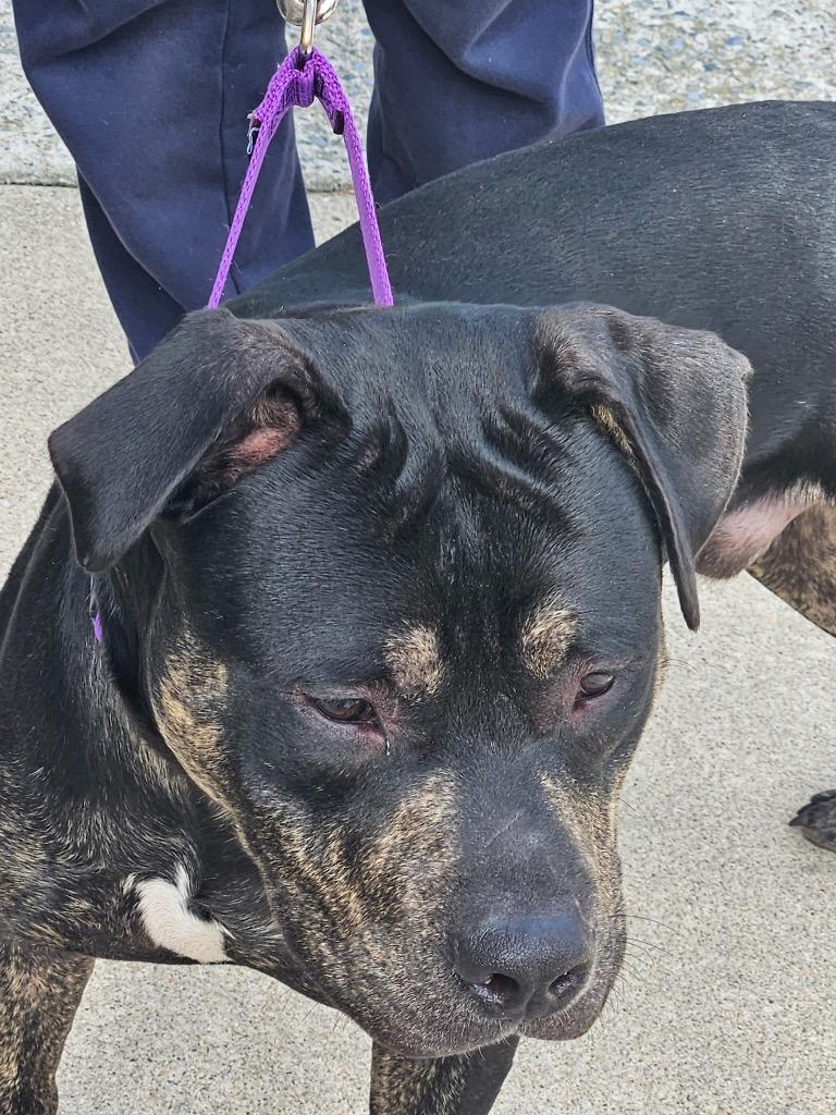 Rexx, a Adoptable mixed breed in Berlin, MD image 6/6