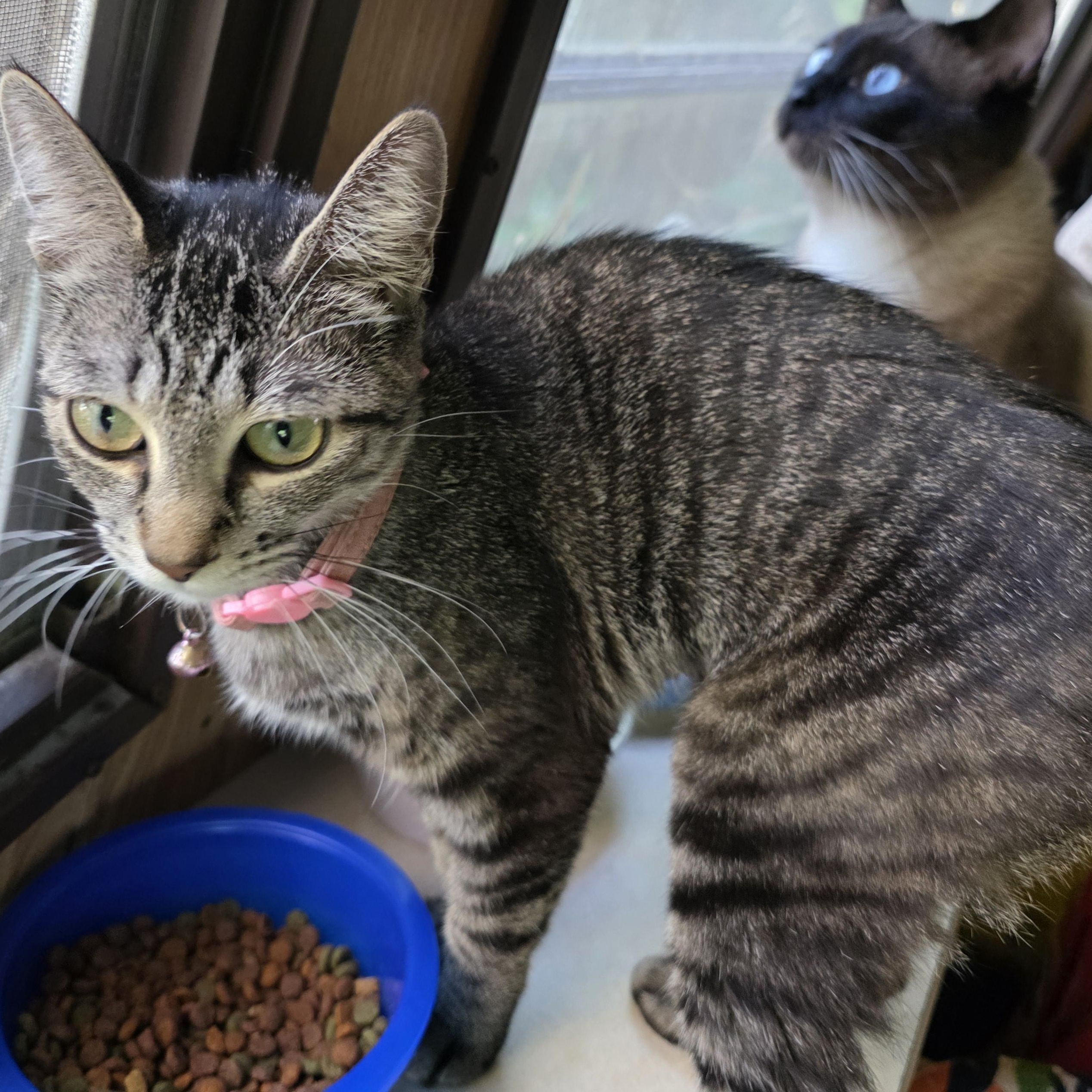 Tilly, Adoptable, Young Female Tabby.