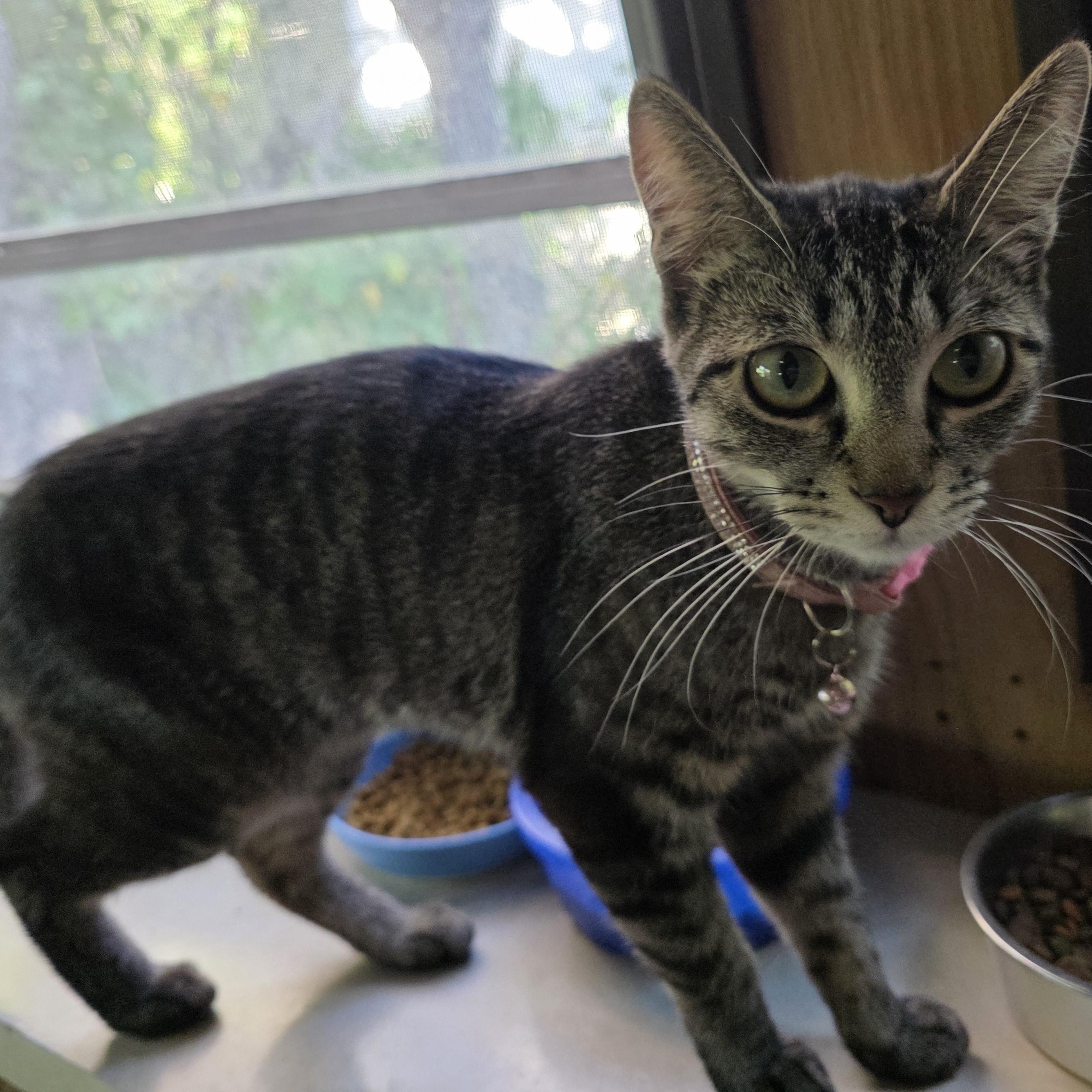 Tilly, a Adoptable Tabby in Newport, OR image 2/2