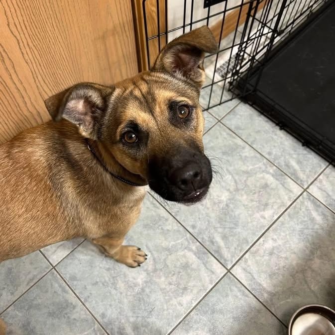 Tiny, a ADOPTABLE mixed breed in McHenry, IL image 3/3