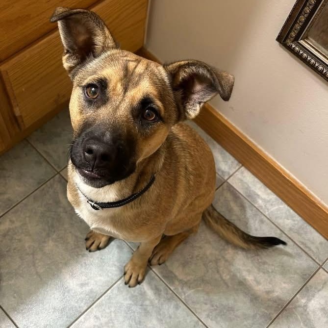 Tiny, a ADOPTABLE mixed breed in McHenry, IL image 2/3